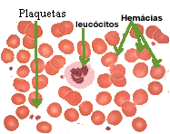 constit_do_sangue.png