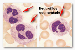 neutrof.gif