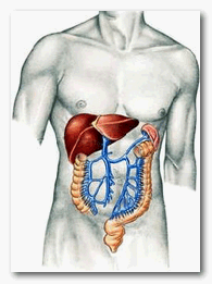 hepato.gif