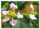 flavia2.gif