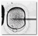 icsi-b.gif