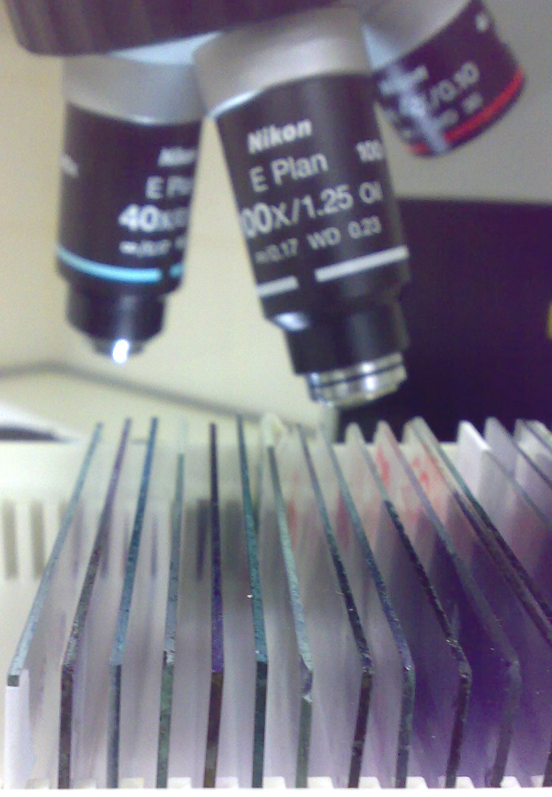 foto-micro-lamina foto-micro-lamina