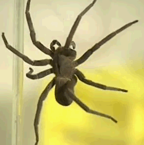 aranha-impotencia aranha-impotencia