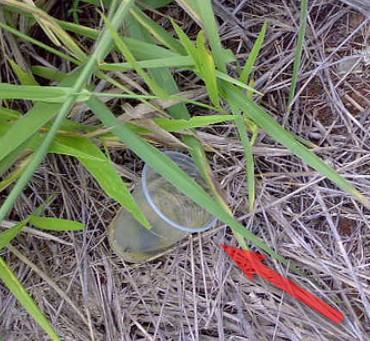 Dengue - O que você está fazendo para eliminar o mosquito?