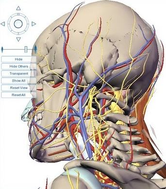 Baixe programa de anatomia, visualize em 3D sistemas, órgãos e todo corpo humano