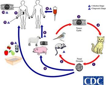 toxoplasmose-ciclo toxoplasmose-ciclo