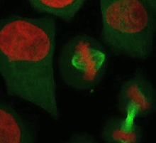 Software de análise microscópica de células otimiza trabalho no laboratório de pesquisa