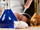 ratos de laboratorio
