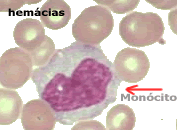 monocito - Plugbr
